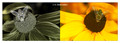 Rudbeckia hirta - UV-VIS "mirror"