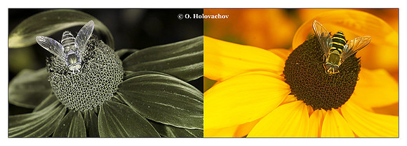 Rudbeckia hirta - UV-VIS "mirror"