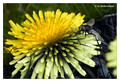 Taraxacum sp. - UV-VIS gradient