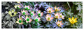 Eranthis hyemalis - UV - GBU - RGBU - RGB