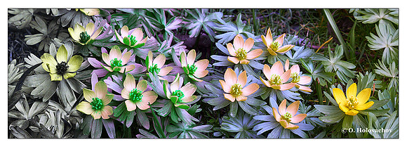 Eranthis hyemalis - UV - GBU - RGBU - RGB