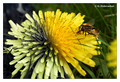 Taraxacum sp. - UV-VIS gradient
