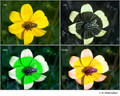 Bidens ferulifolia - RGB - UV - GBU - RGBU