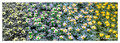 Eranthis hyemalis - UV - GBU - RGBU - RGB