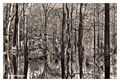 Bottomland hardwood forest