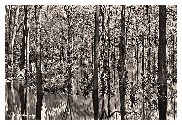 Bottomland hardwood forest