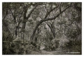 Temperate hardwood forest