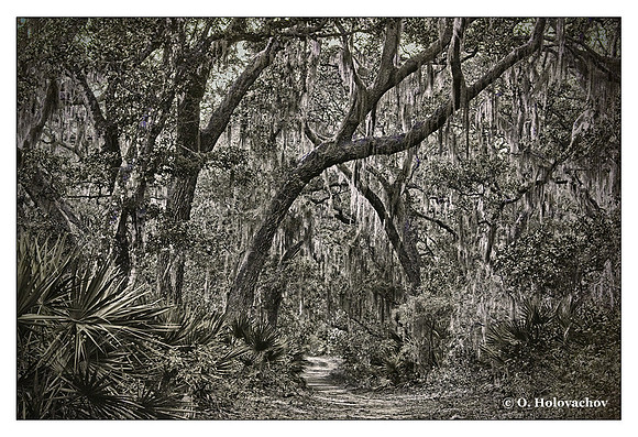 Temperate hardwood forest