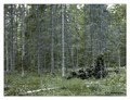Fir forest (Picea abies)