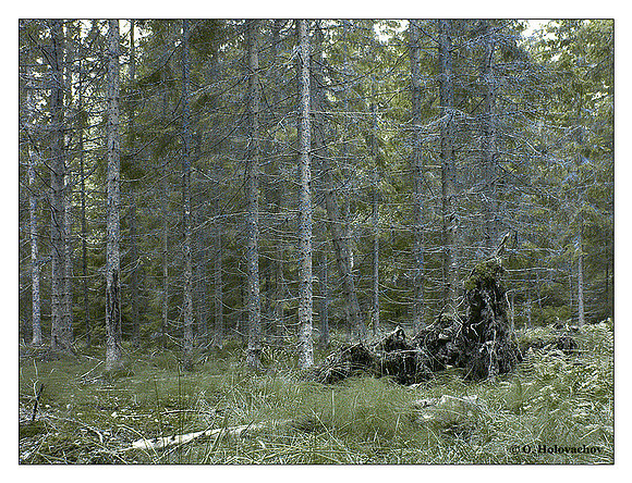 Fir forest (Picea abies)