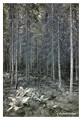 Fir forest