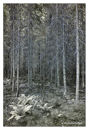 Fir forest