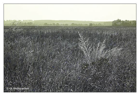 Meadow