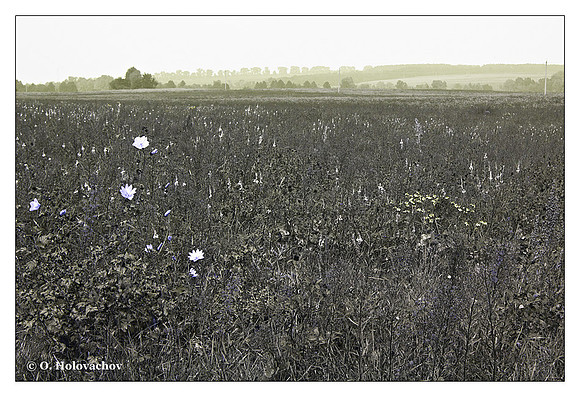Meadow