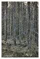 Fir forest