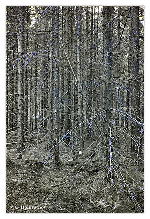 Fir forest