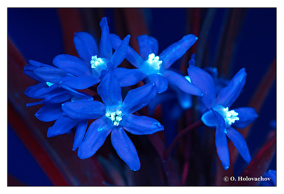 Scilla sp.