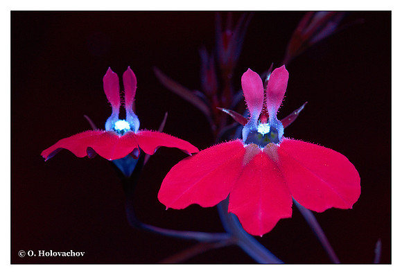 Lobelia sp.