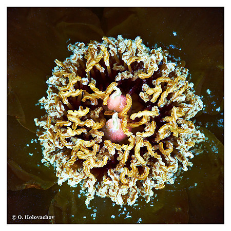 Paeonia sp.
