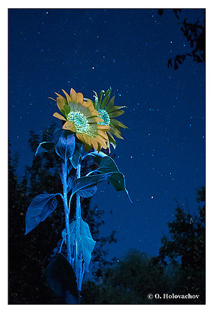 Helianthus sp.