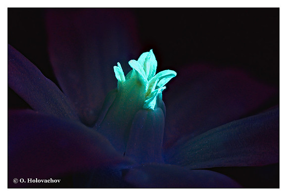 Scilla sp.
