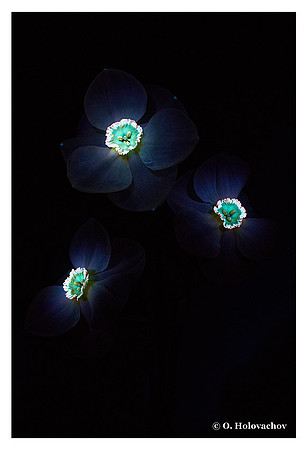 Narcissus poeticus
