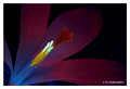 Crocus vernus