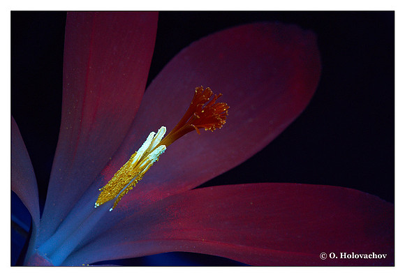 Crocus vernus