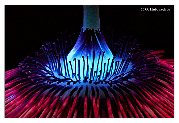 Passiflora sp.
