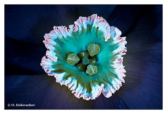 Narcissus poeticus