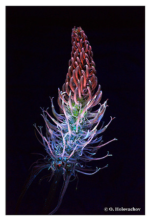 Phyteuma spicatum