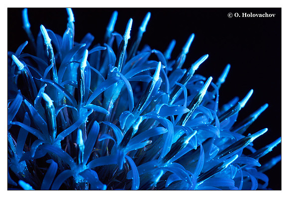Echinops exaltatus