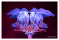 Lamium album