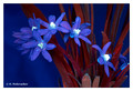 Scilla sp.