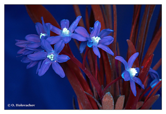 Scilla sp.