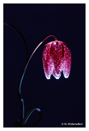 Fritillaria meleagris