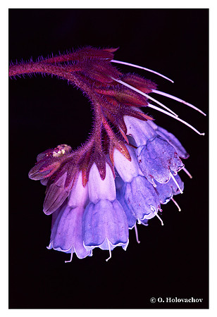Symphytum sp.