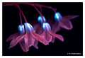 Puschkinia scilloides