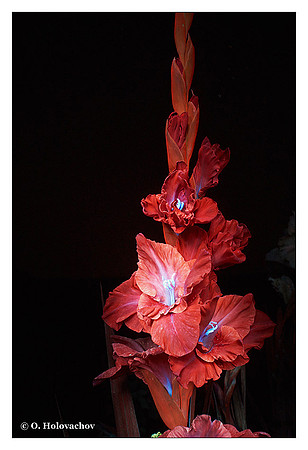 Gladiolus sp.