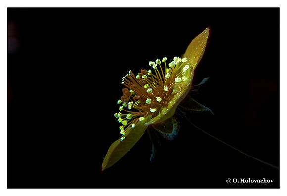 Anemone ranunculoides