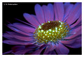 Bellis perennis
