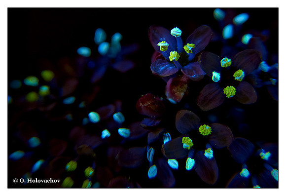 Unidentified