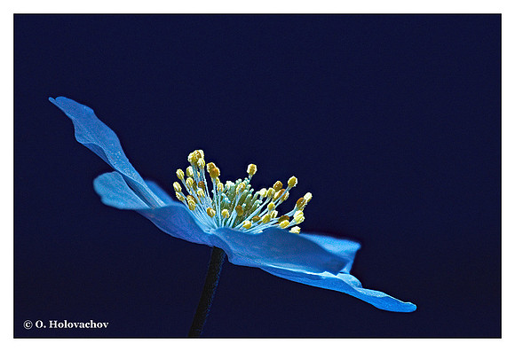 Anemone nemorosa