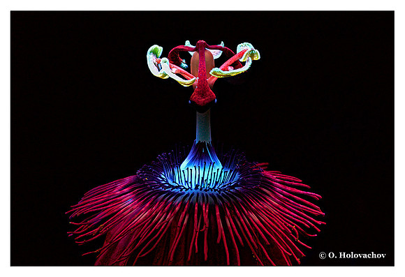 Passiflora sp.