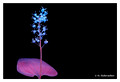 Maianthemum bifolium