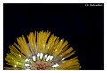 Tussilago farfara