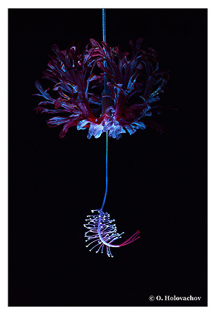 Hibiscus schizopetalus