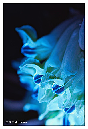 Corydalis nobilis