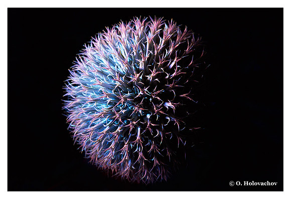 Echinops sphaerocephalus
