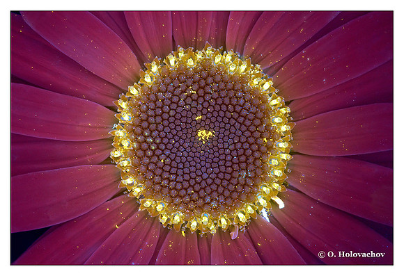 Leucanthemum vulgare